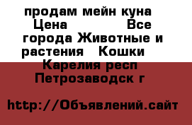 продам мейн куна › Цена ­ 15 000 - Все города Животные и растения » Кошки   . Карелия респ.,Петрозаводск г.